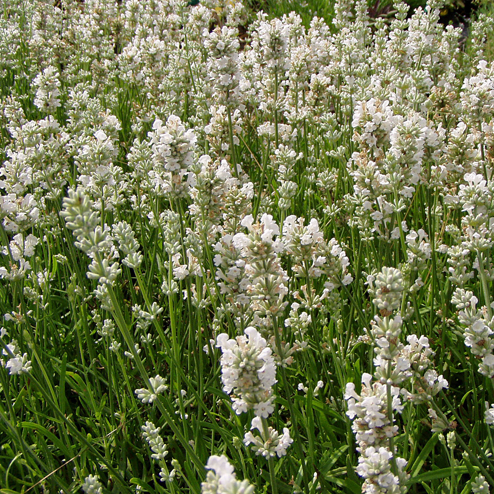 Lavendel Edelweiß, Lavandula, Bienenweide, Duftpflanze