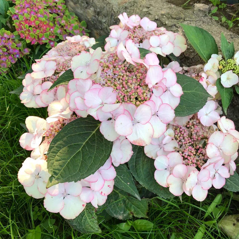 Tellerhortensie 'Charme'