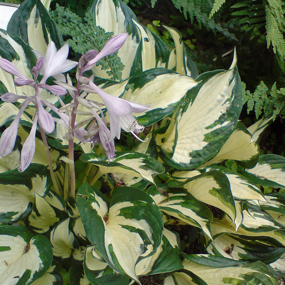 Funkie Fire an Ice, Hosta, Blattschmuckstaude