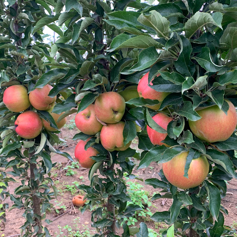 Säulenapfel 'Jucunda' ®