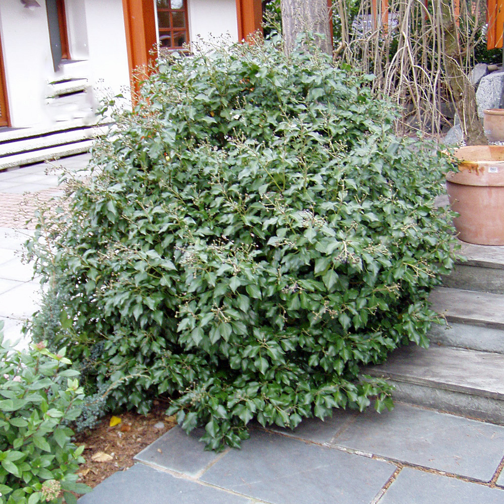Strauch Efeu, Hedera, kleinwüchsig