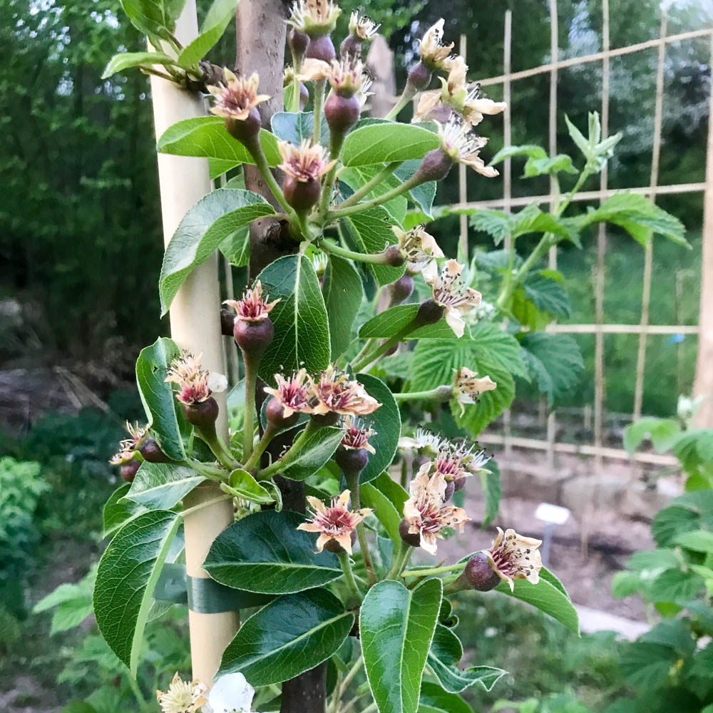Säulenbirne 'Condora'