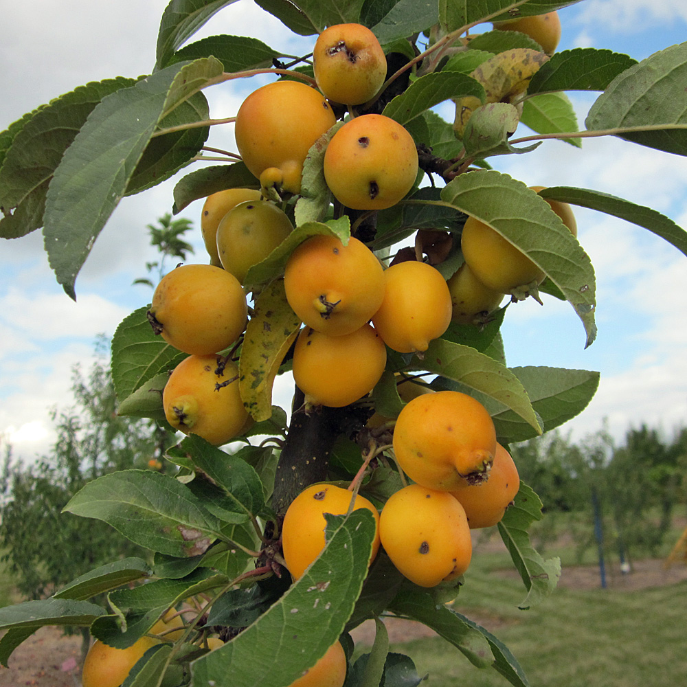 Zierapfel 'Golden Hornet'