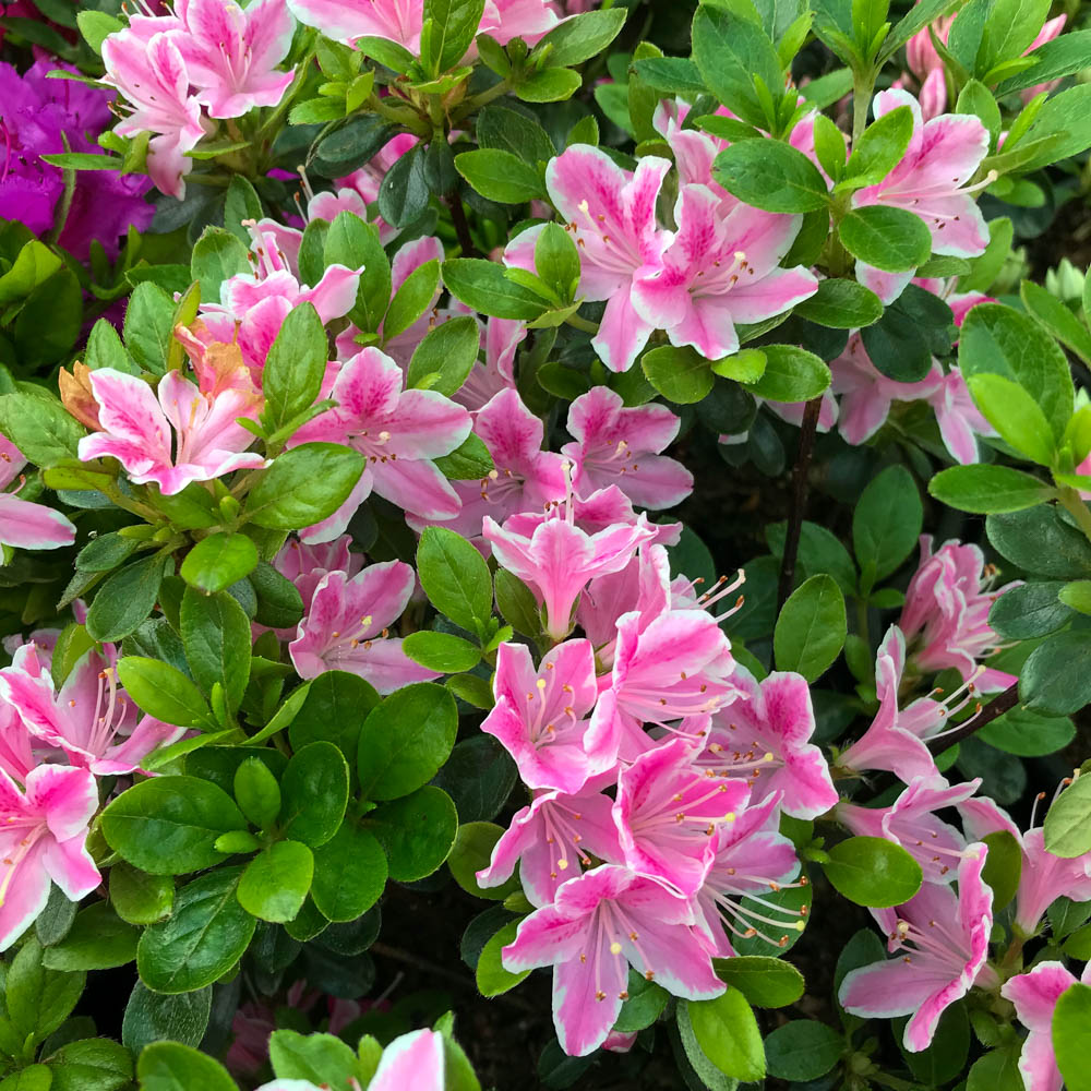 Japanische Azalee 'Kermesina Rose'