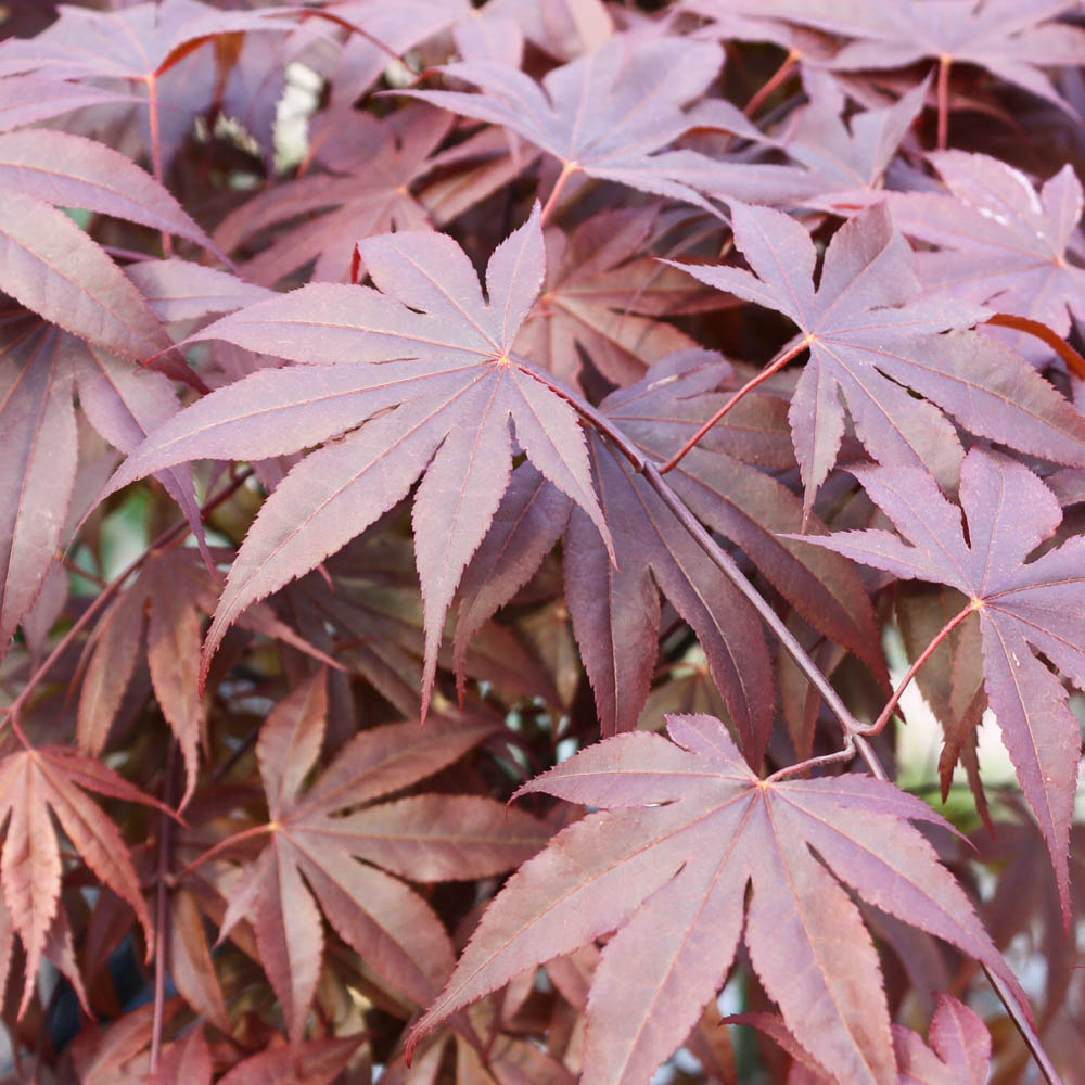 Roter Fächerahorn 'Bloodgood'