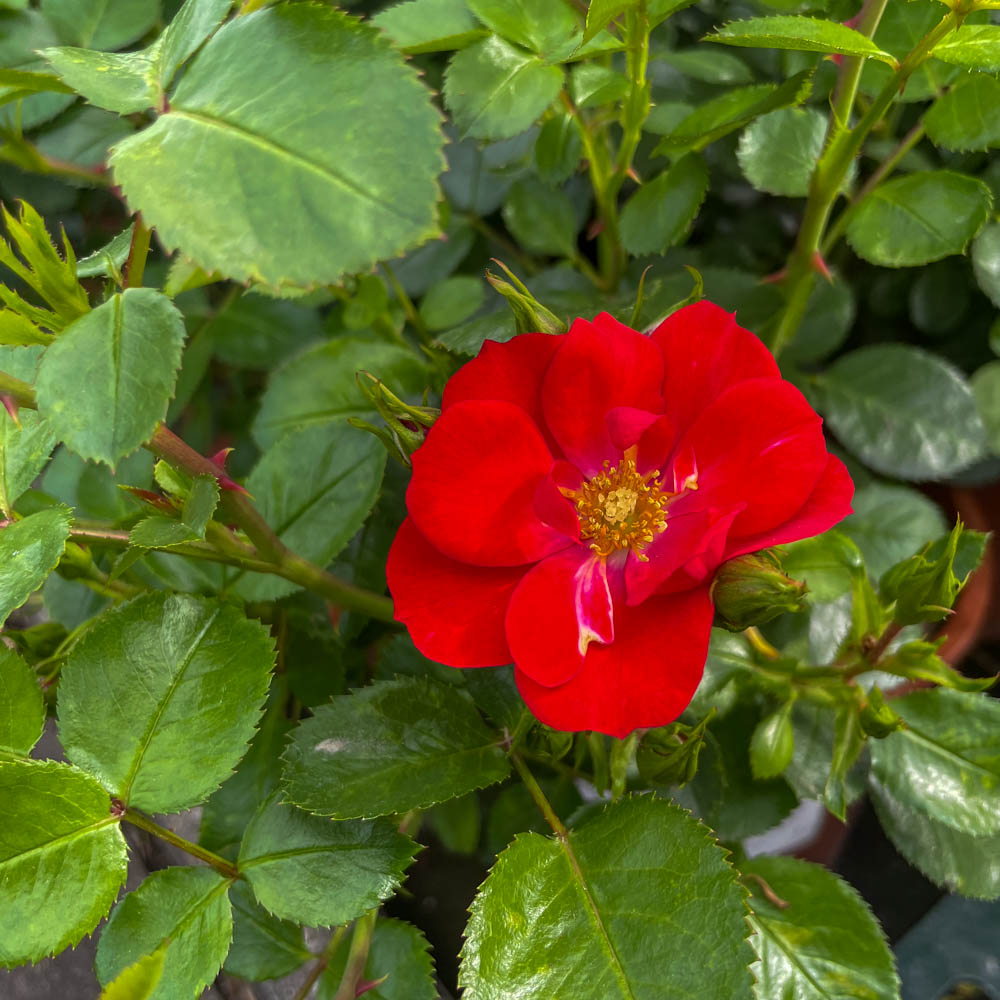 Bodendeckerrose 'Kesse Lippe'