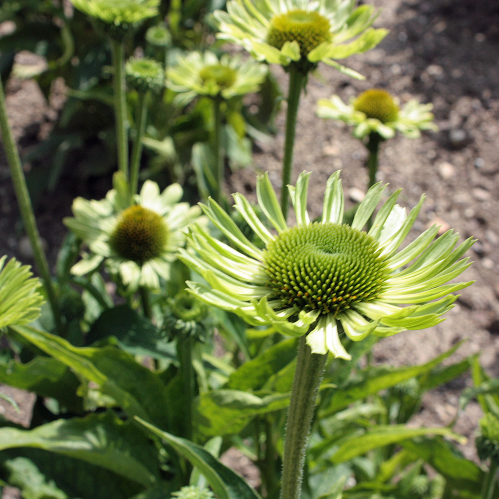 Sonnenhut Green Jewel, Echinacea, Blütenpflanze