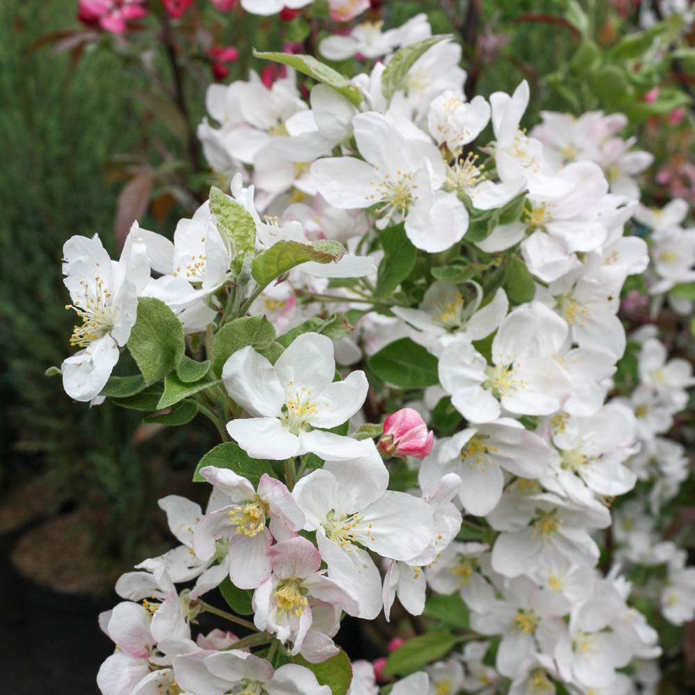 Zierapfel 'Evereste' ®