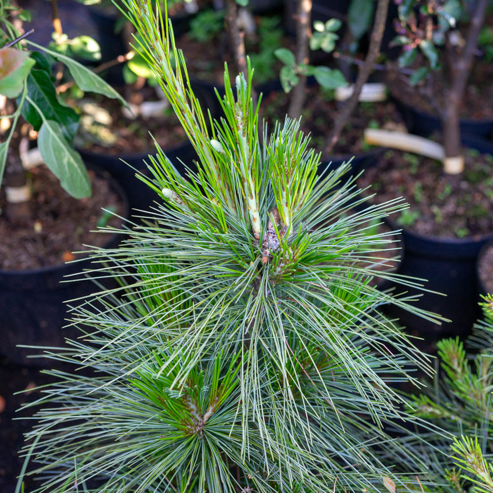 Pinus, Kiefer, Zapfenkiefer, Immergrün