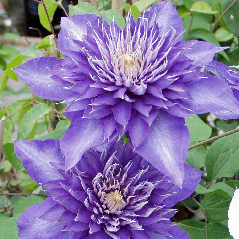 Clematis Multi Blue, Waldrebe, Kletterpflanze