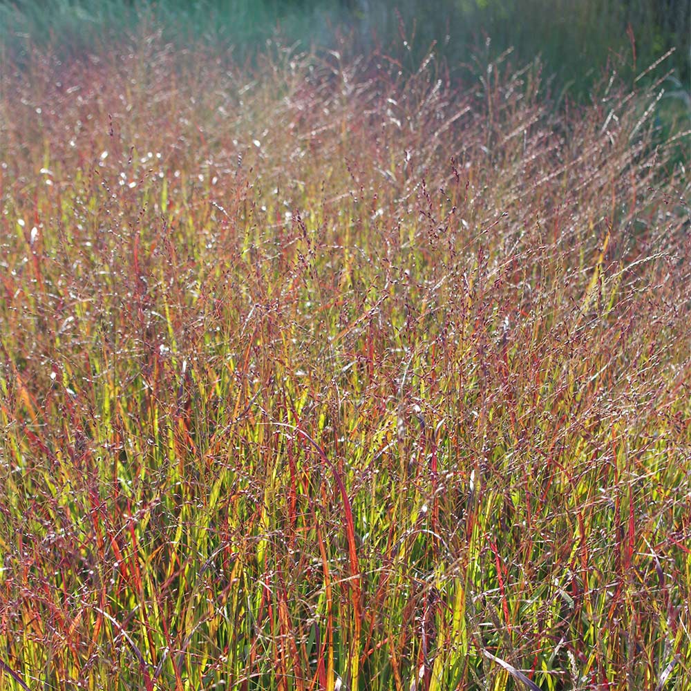 Rutenhirse 'Shenandoah'