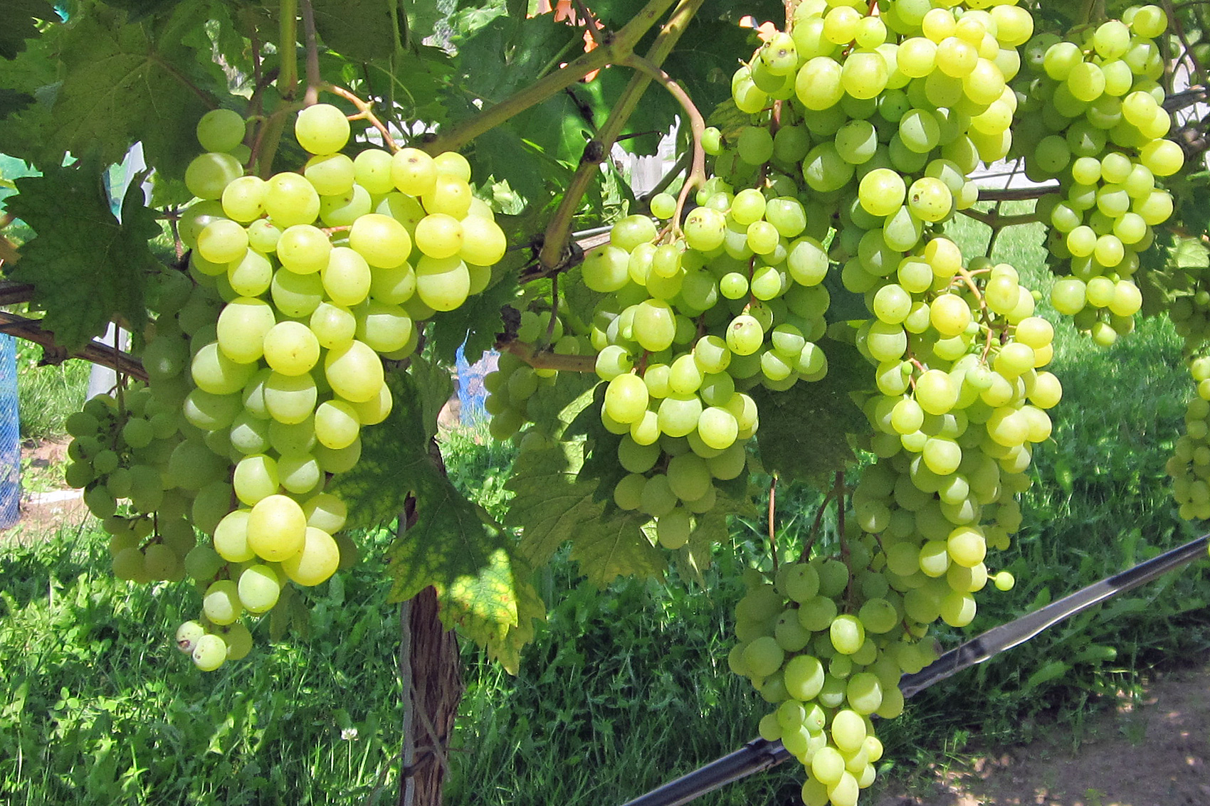 Weinreben