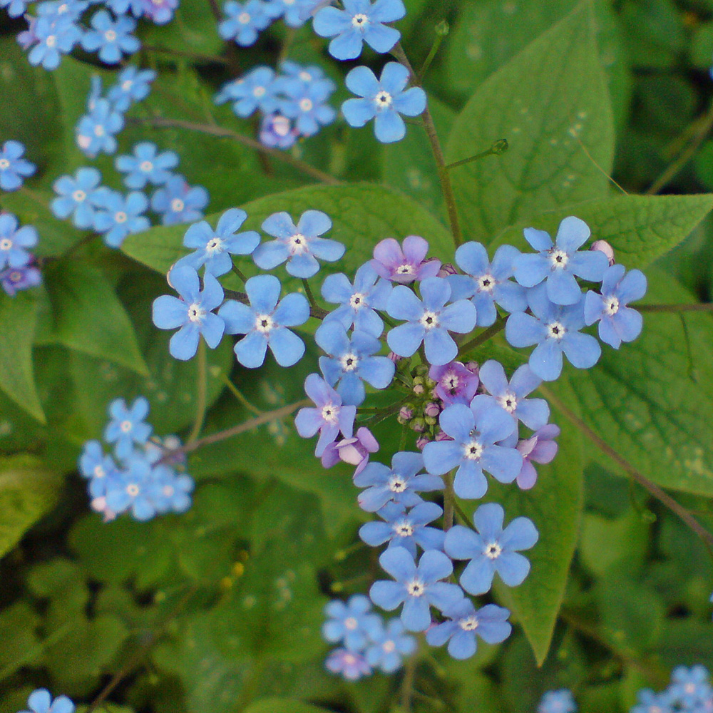 Vergissmeinnicht, Kaukasusvergissmeinnicht, Frühling