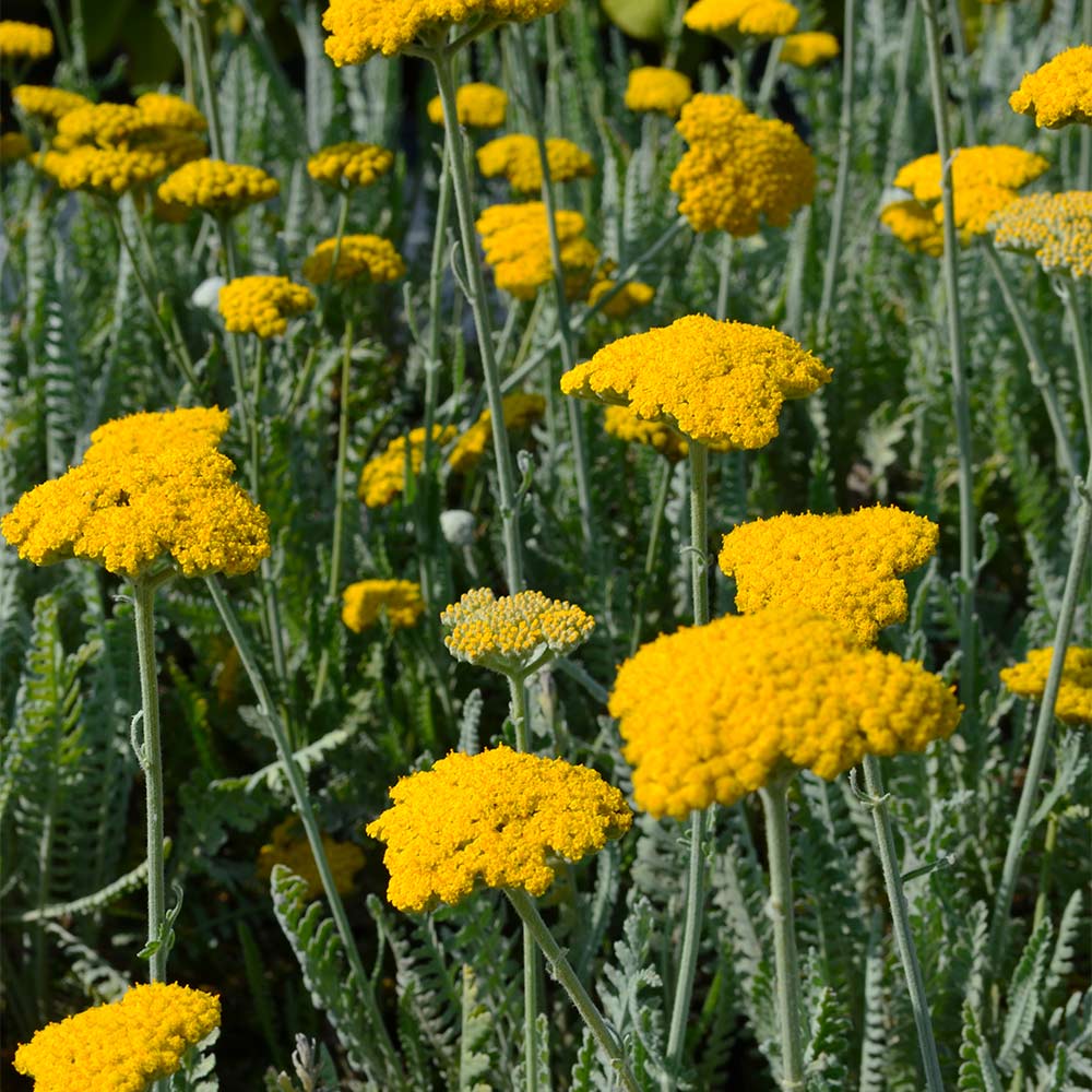 Schafgarbe 'Cloth of Gold''