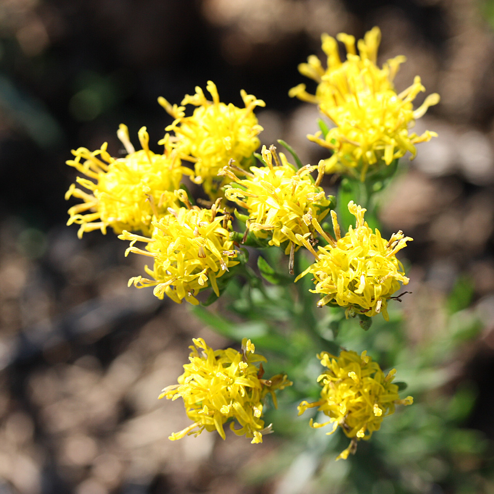 Goldhaaraster, Aster, Blütenstaude
