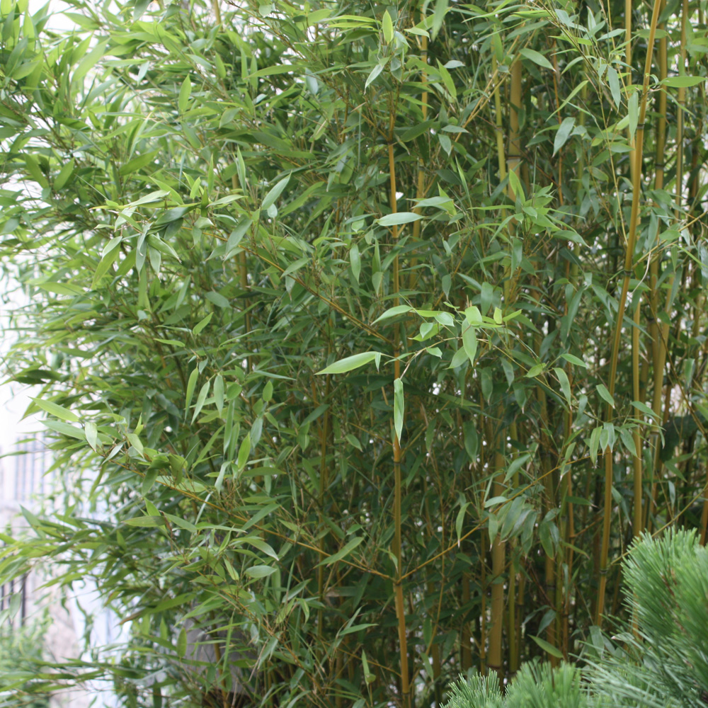 Phyllostachy-Spectabilis