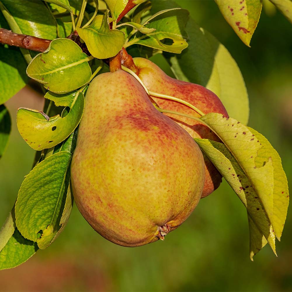 Birne 'Dessertnaja'