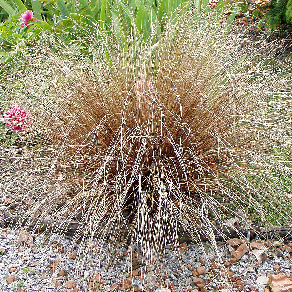 Fuchsrote Segge, Carex buchananii, Zwergsegge