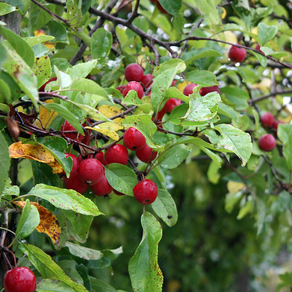 Zierapfel Red Sentinel, Malus, Frühlingsblüher