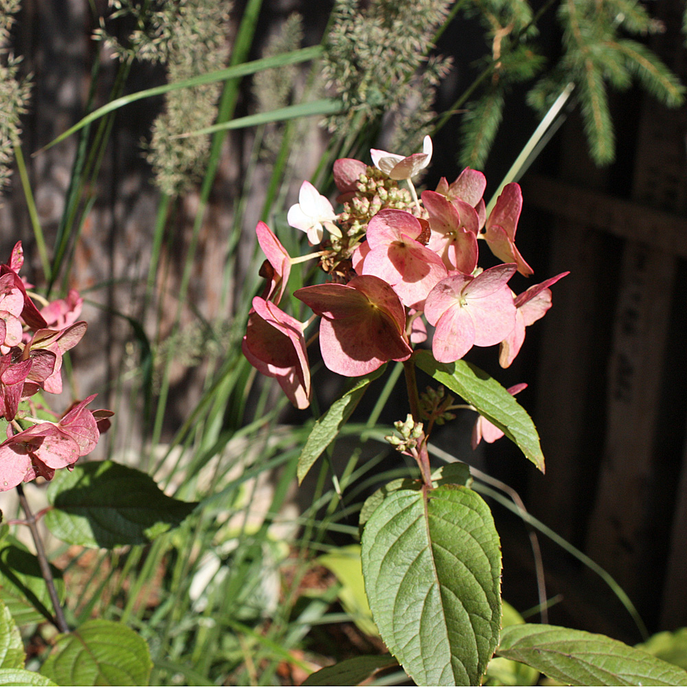 Rispenhortensie 'Mega Mindy'®