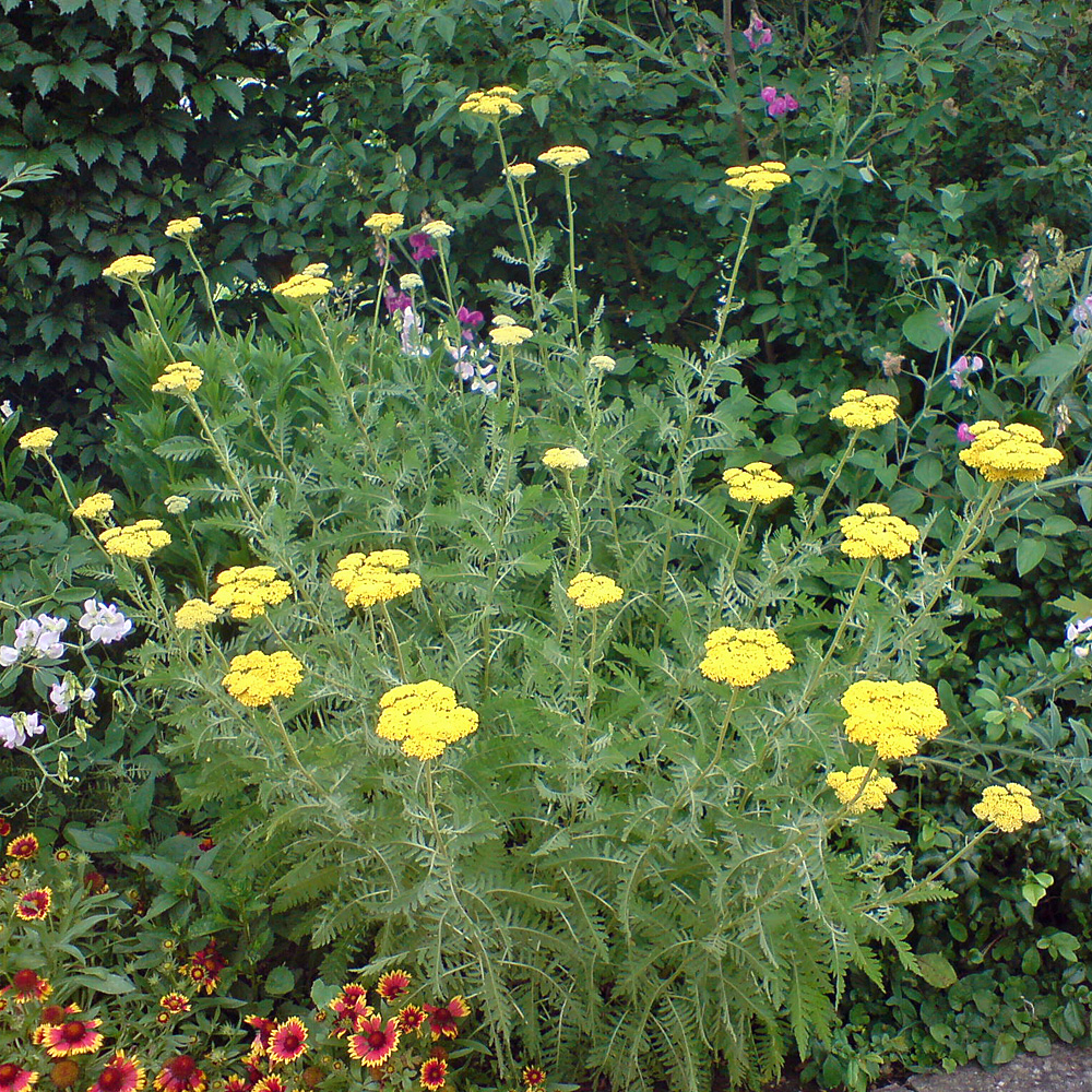 Blütenstaude, Schafgarbe