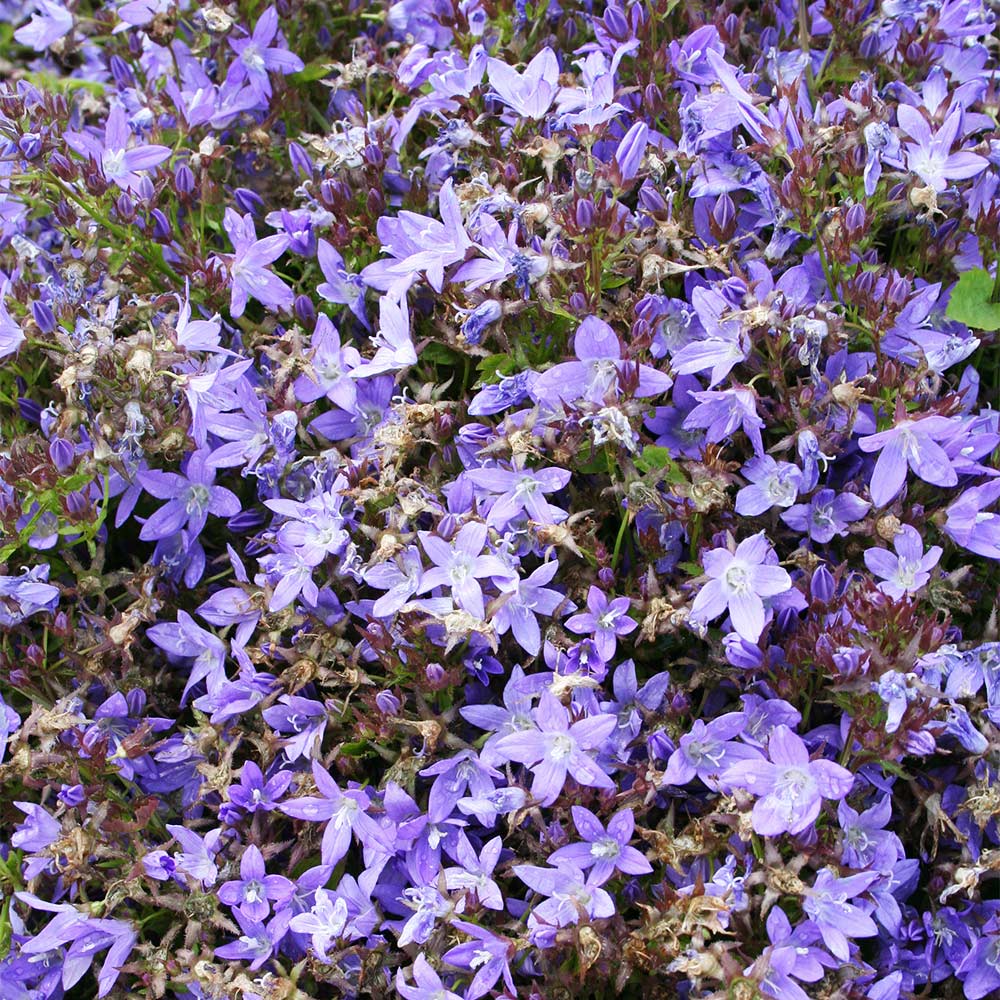 Hängeglockenblume 'Stella'
