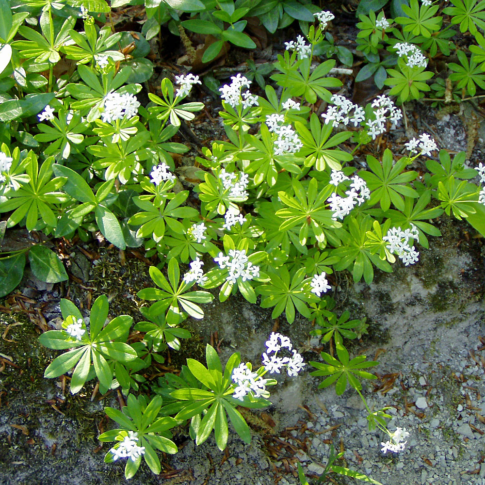 Waldmeister, Wildstaude, Kräuter