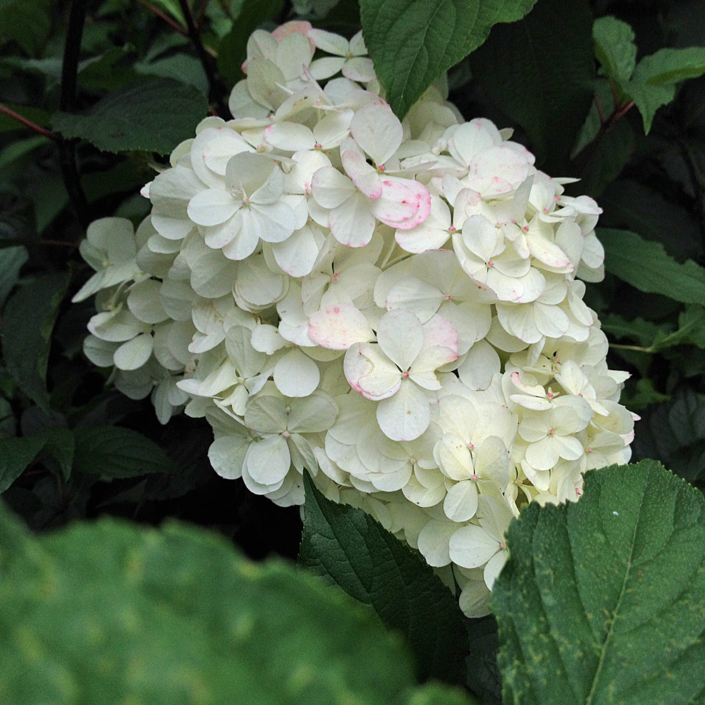 Rispenhortensie Vanilla Fraise, Hortensie, Hydrangea, Zierstämmchen