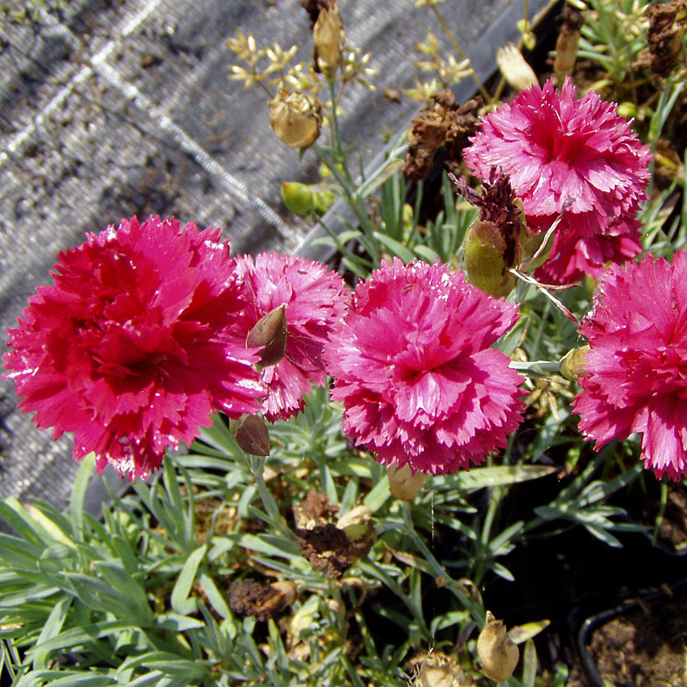 Federnelke, Dianthus, Beetpflanze