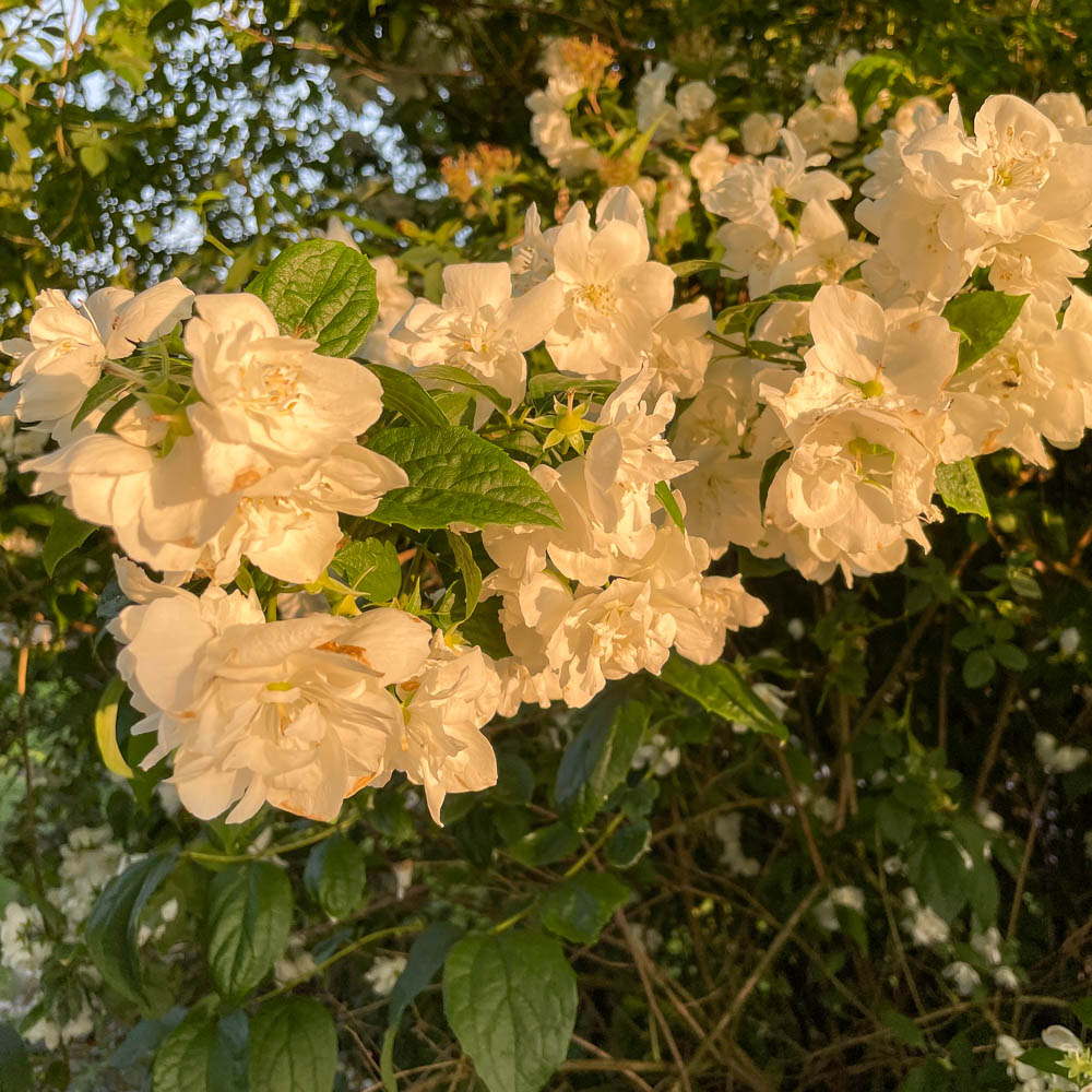 Gartenjasmin 'Schneesturm'