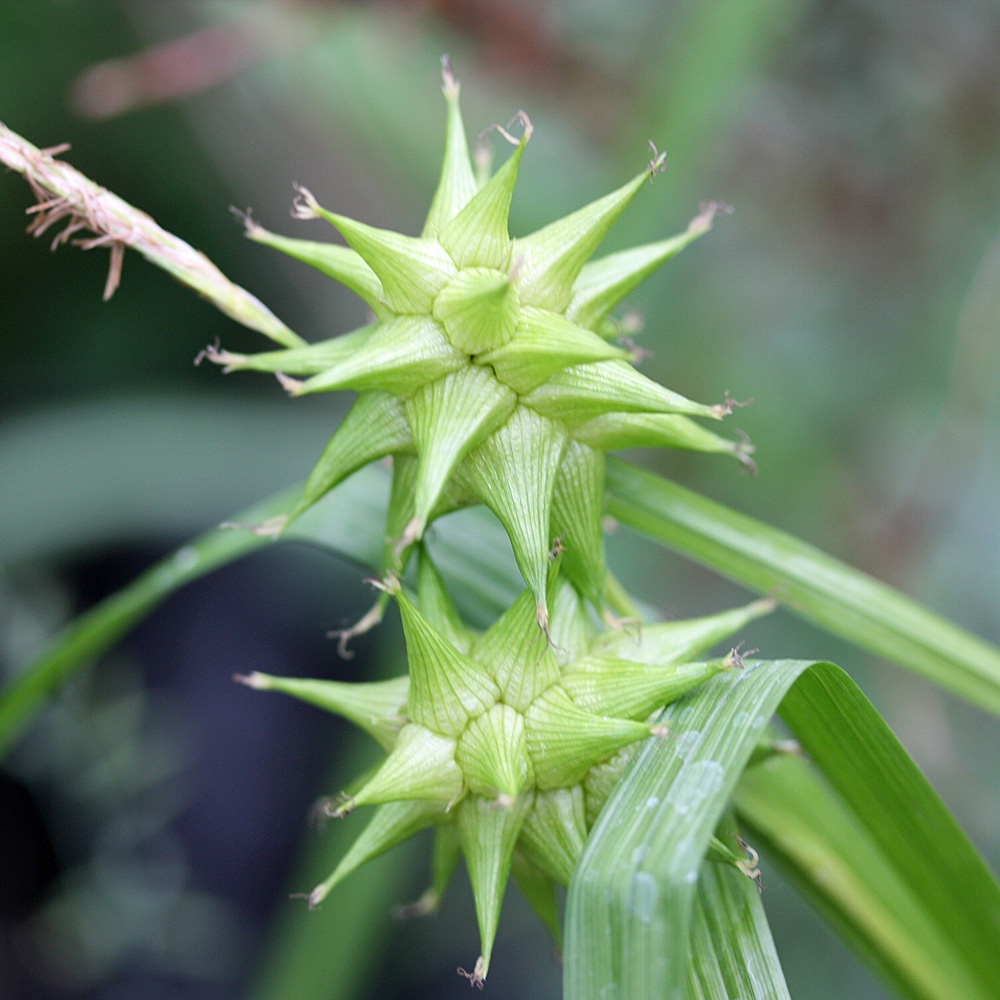 Morgensternsegge, Carex grayi, Ziergras
