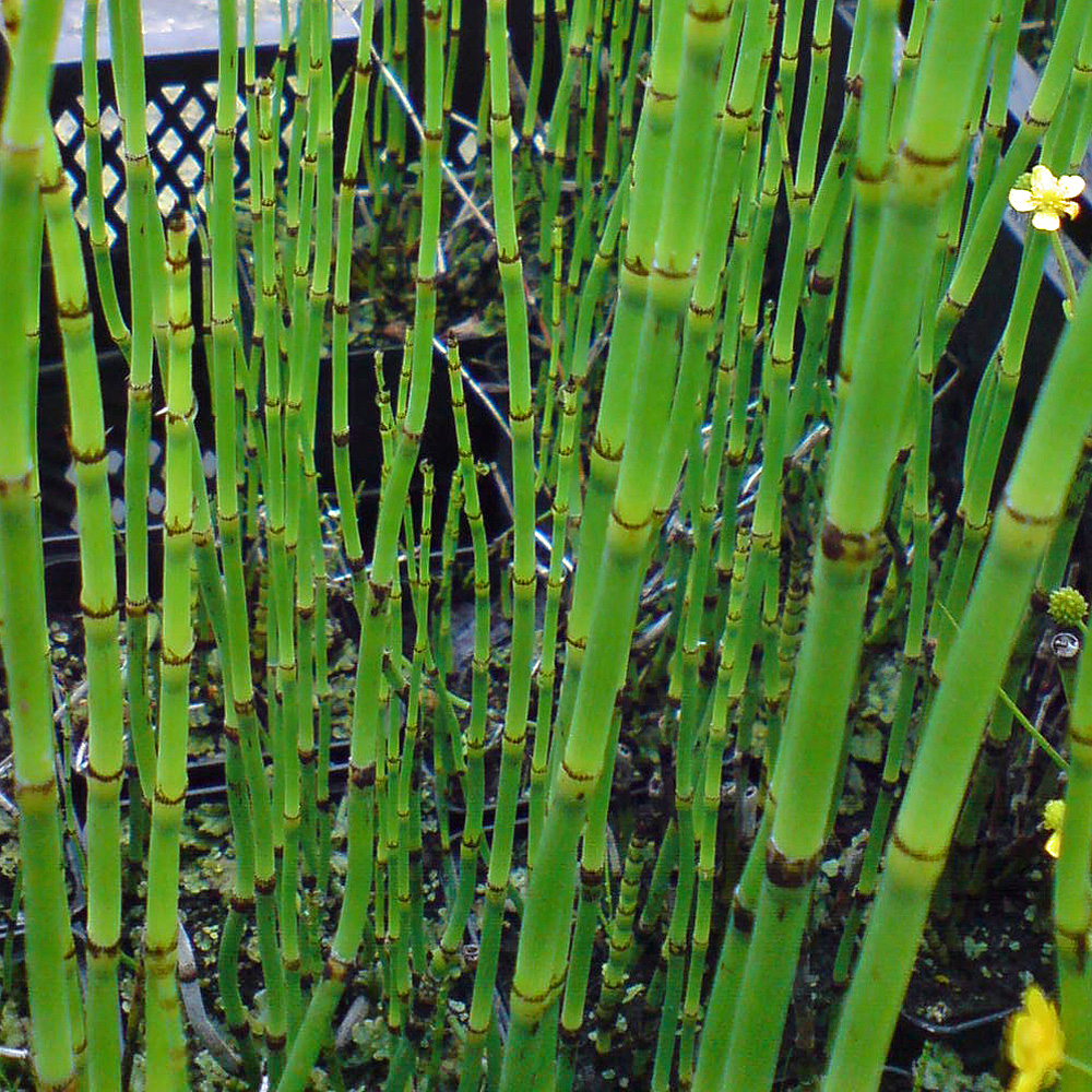 Winter Schachtelhalm, Wasserpflanze, Teich