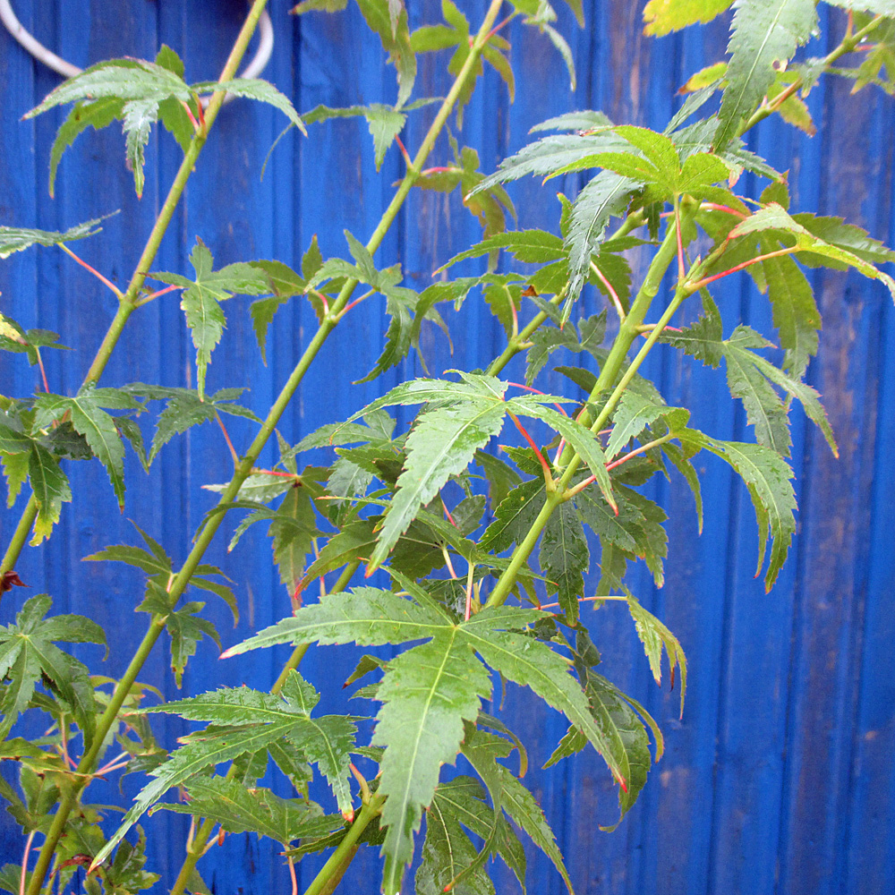 Fächerahorn Bi hoo, Ahorn, Acer, Herbstfärbung