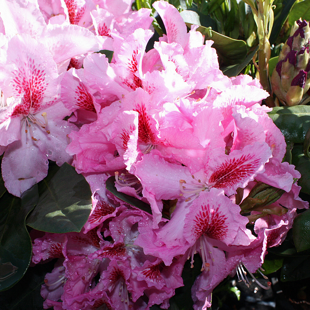 Rhododendron Furnivalls Daughter, Azalee, Frühjahrsblüher