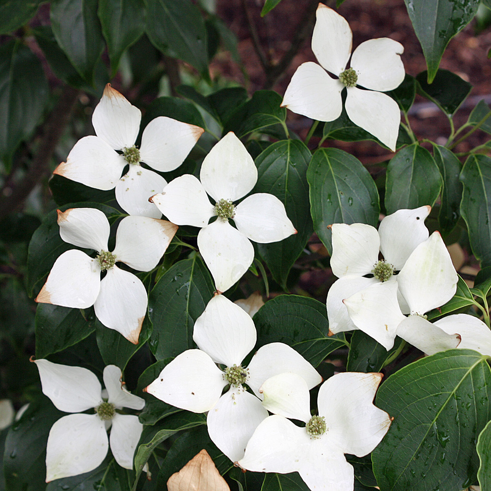 Blumenhartriegel Schmetterling, Cornus, Blütengehölz, Frühling