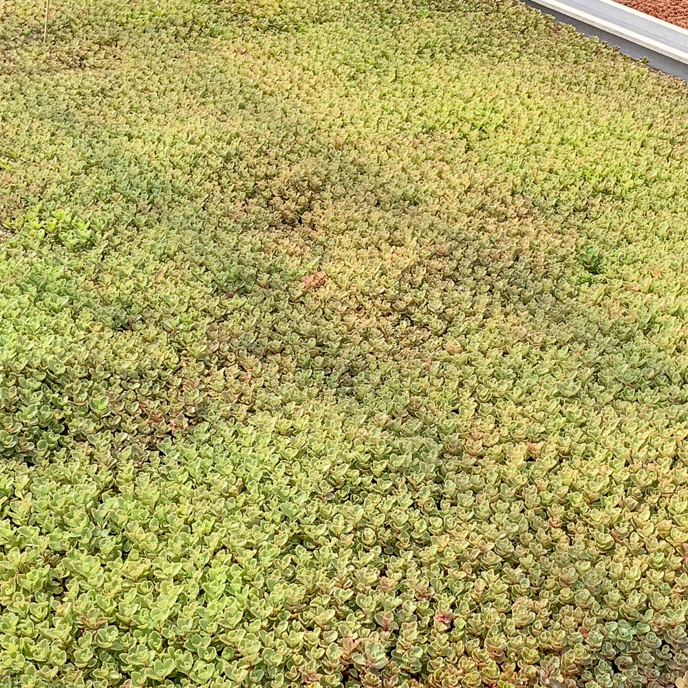 Teppichsedum Erdblut, Sedum, Bodendecker