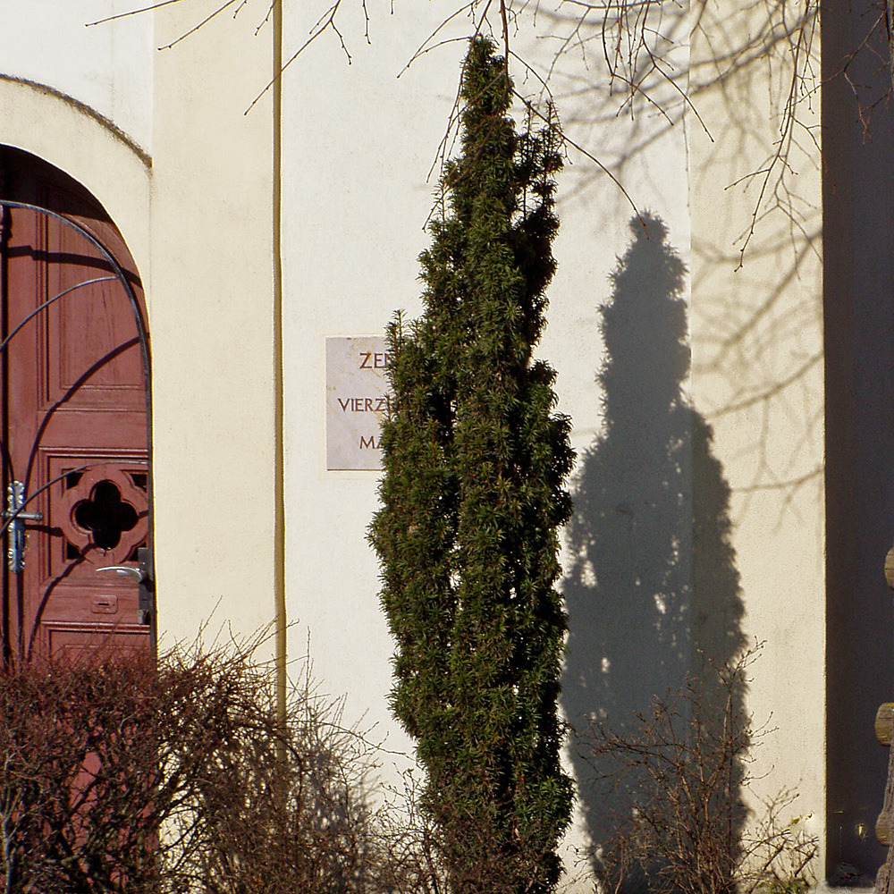 Säuleneibe, Eibe, immergrünes Ziergehölz