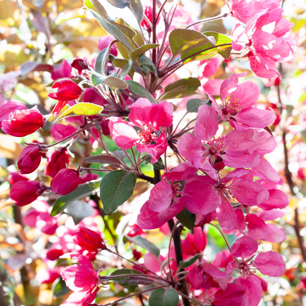 Zierapfel 'Profusion'
