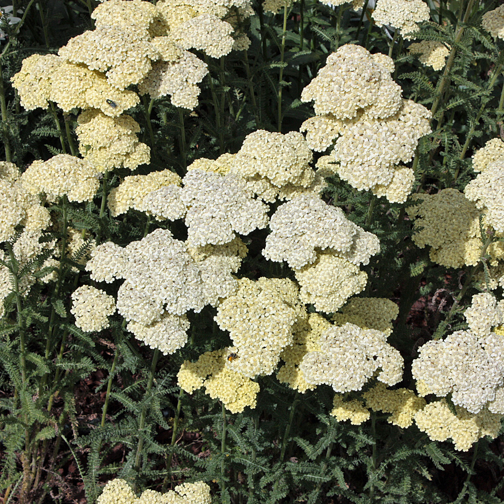 Schafgarbe, Blütenstaude