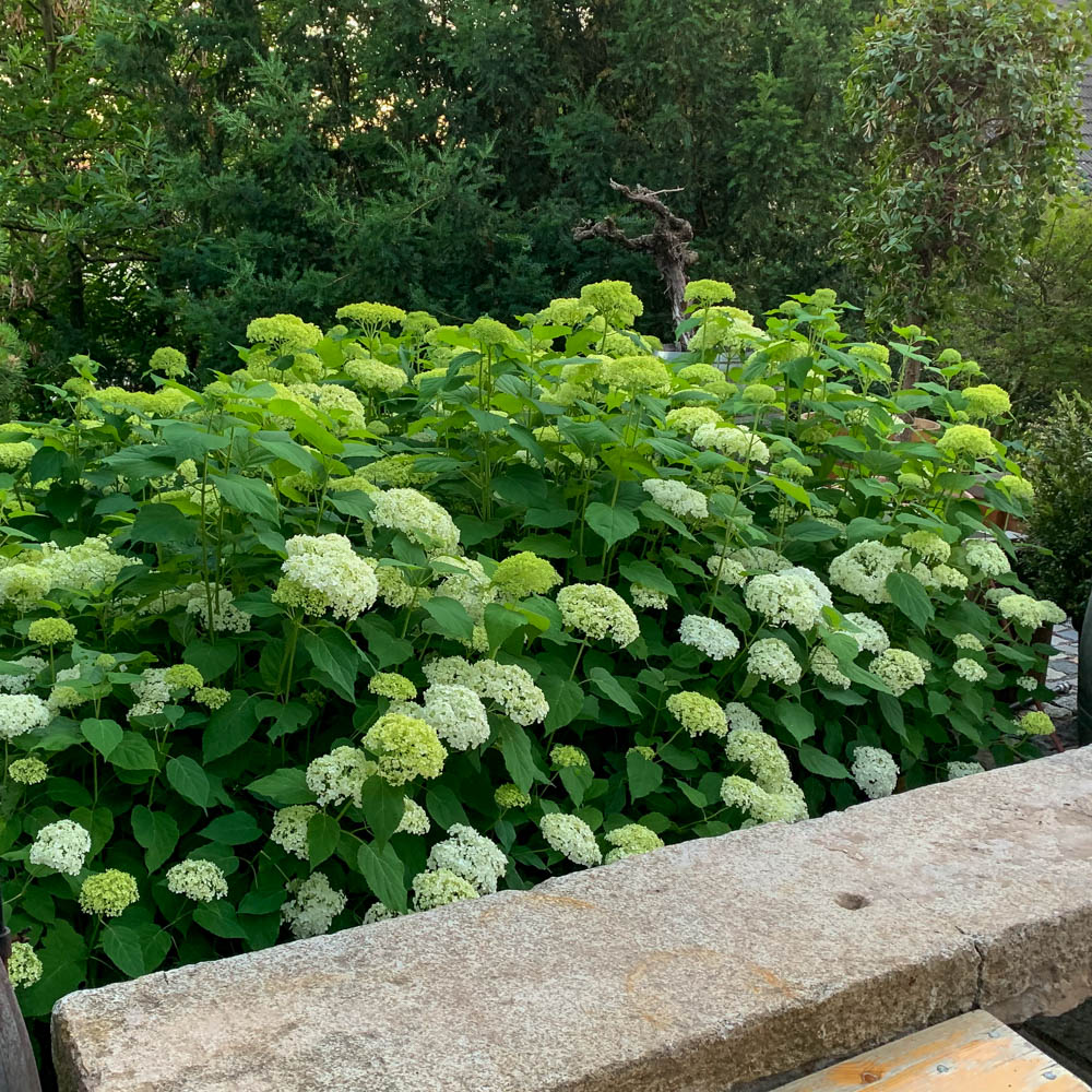 Ballhortensie Annabelle, Hydrangea, Schattenpflanze