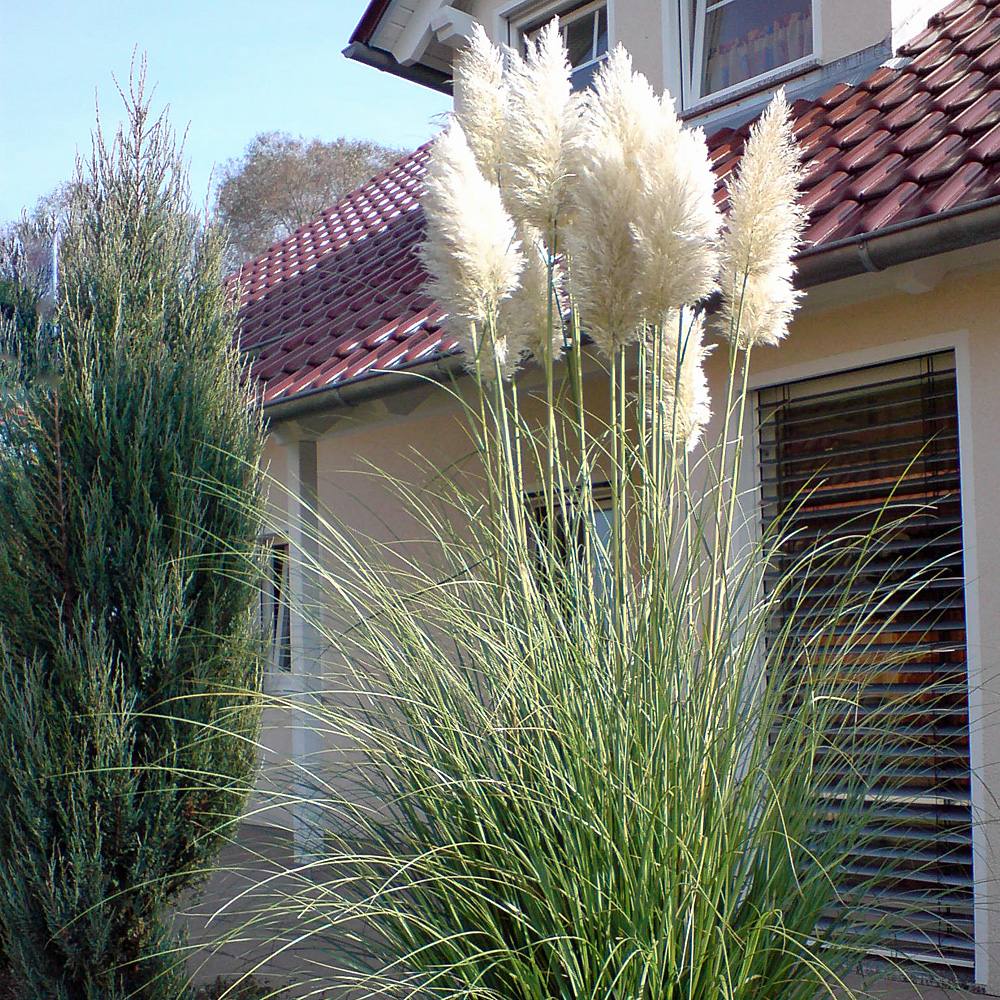 Pampasgras, Cortaderia selloana, Ziergras
