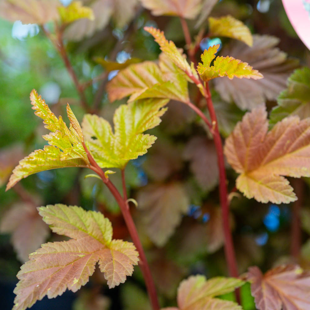 Blasenspiere 'Little Angel'®