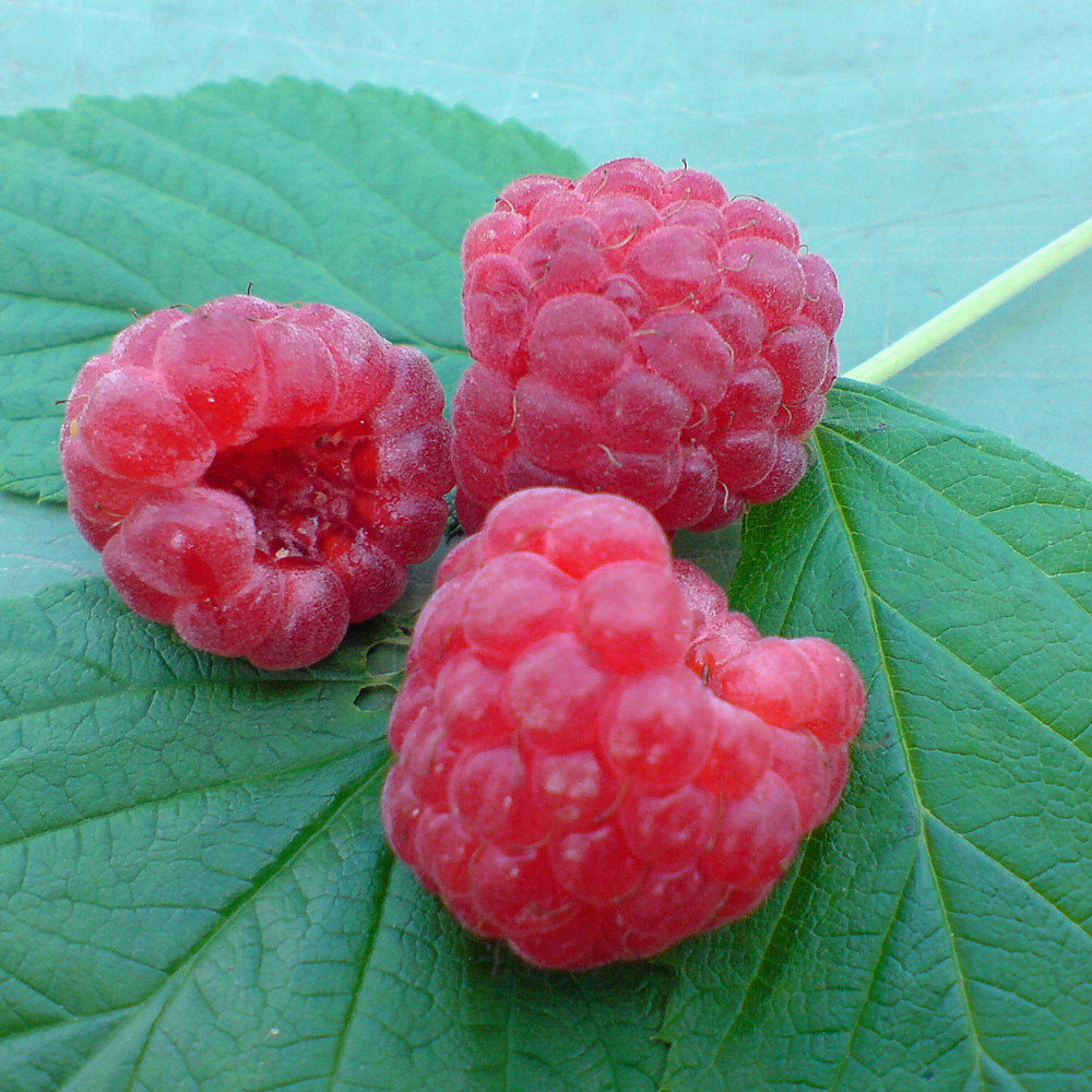 Himbeere 'Sanibelle' ®