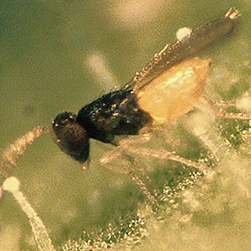 EF Schlupfwespen