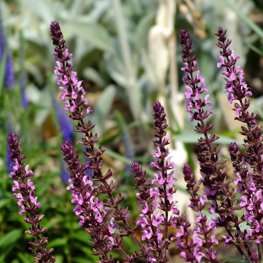 Blüten Salbei 'Amethyst'