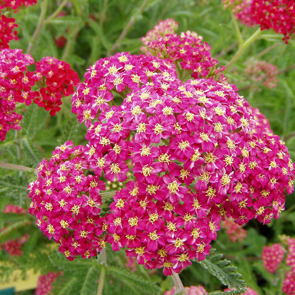 Schafgarbe Paprika, Blütenstaude