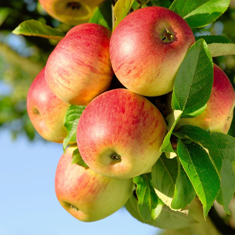 Apfel 'Pinova' ®