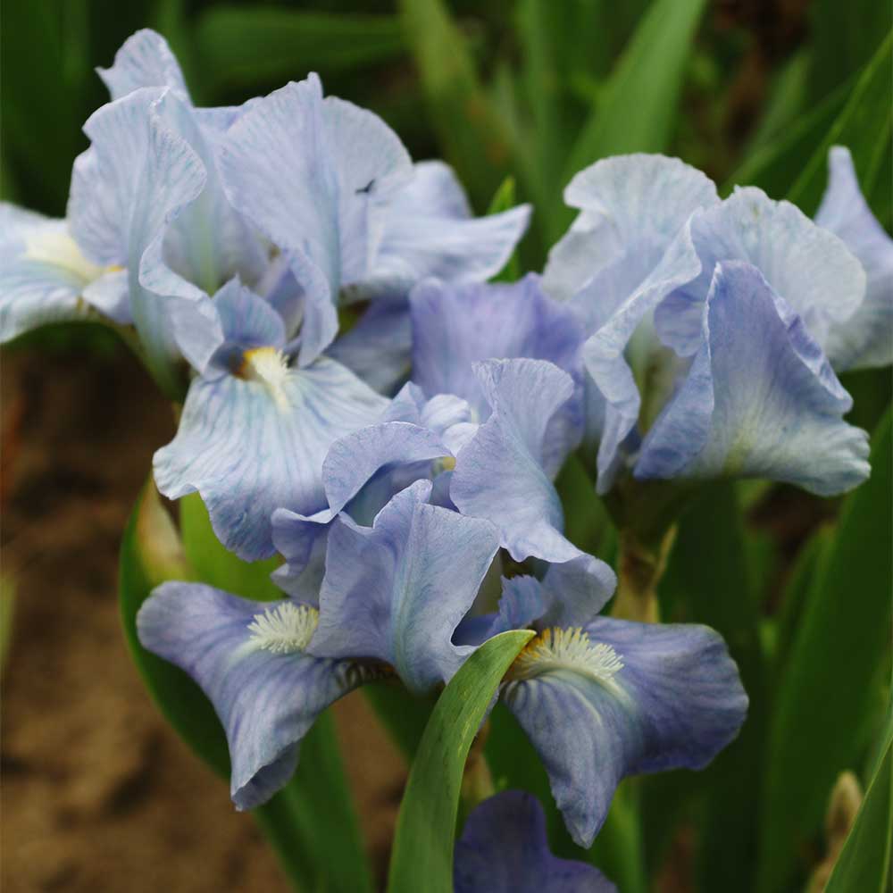 Zwerg Bartiris 'Little Sapphire'