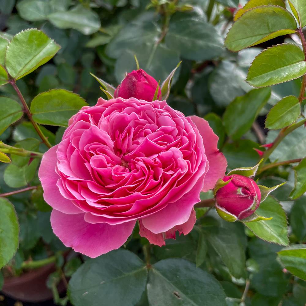 Rose Leonardo da Vinci, Nostalgische Rose, Beetpflanze