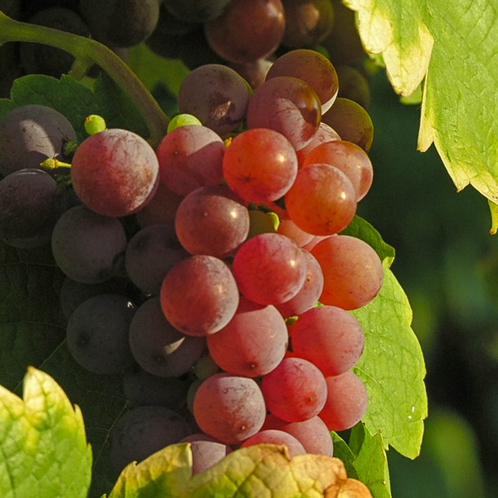 Weinreben - 3 Pflanzen im Set